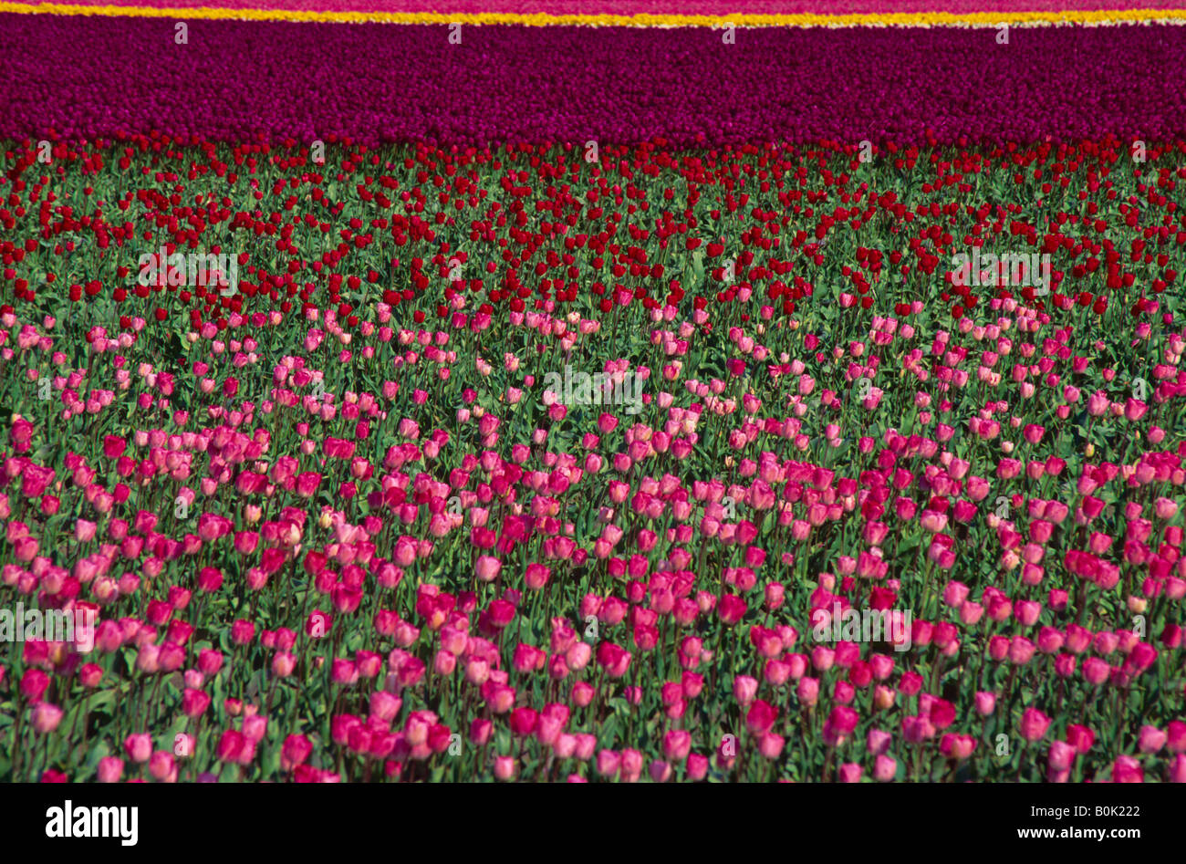 Ein Feld rot rosa und gelbe Tulpen La Conner Washington USA Stockfoto