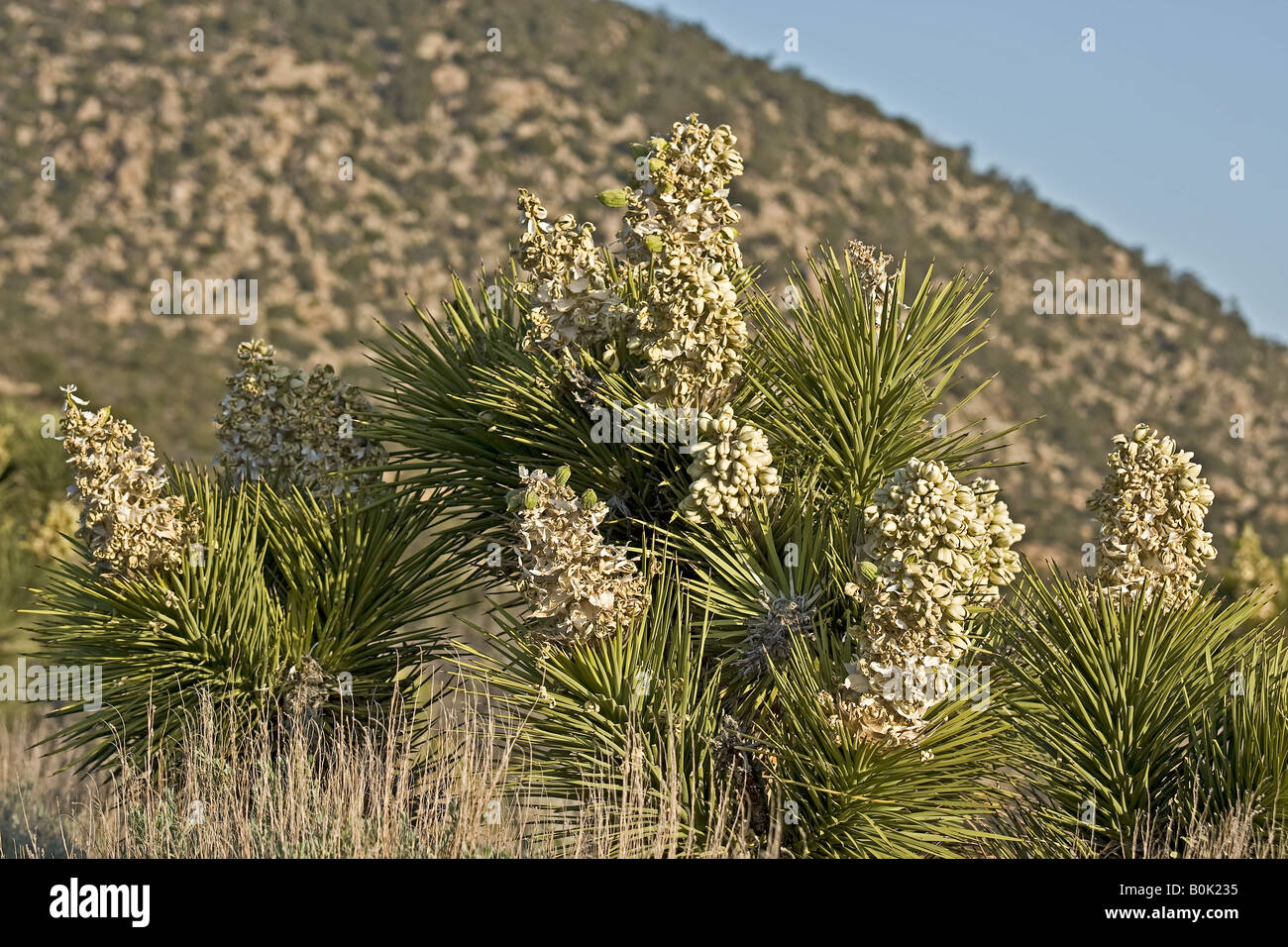 Blütenstand von Joshua Tree Stockfoto