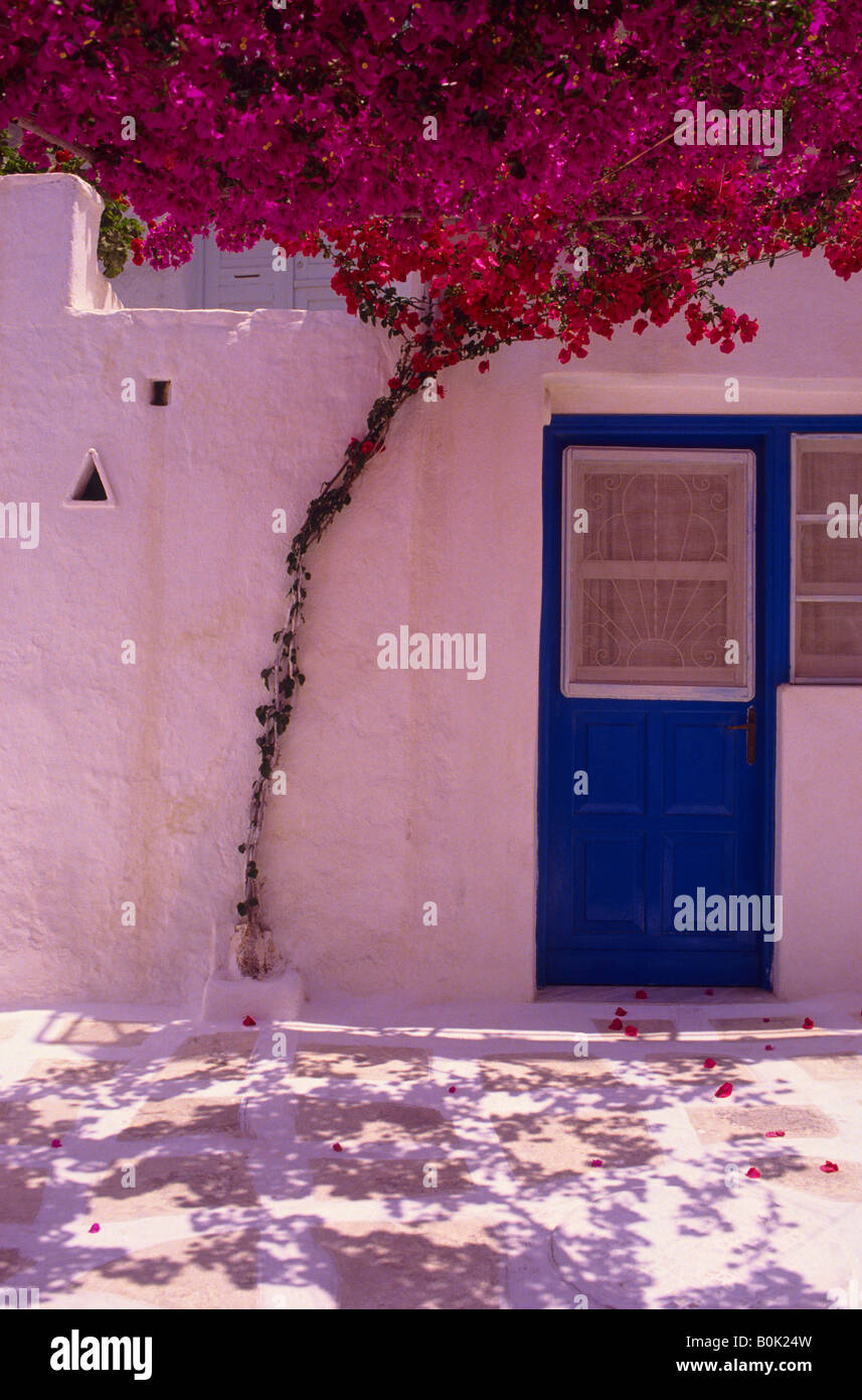 Blaue Tür und Bougainvillea mit Blütenblätter auf den Boden Mykonos Griechenland Stockfoto
