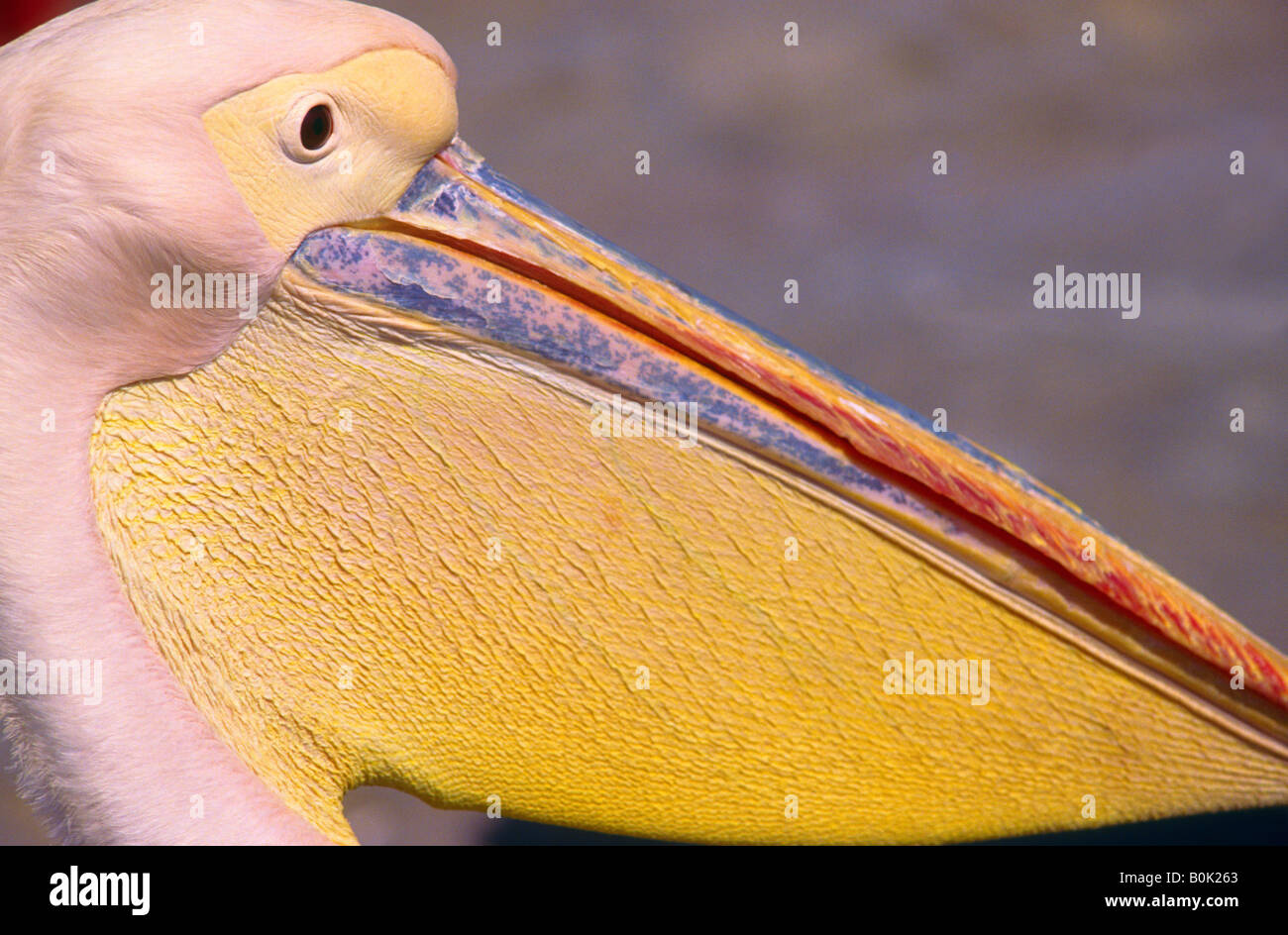 Nahaufnahme von Petros der Pelikan Insel s geliebten Maskottchen