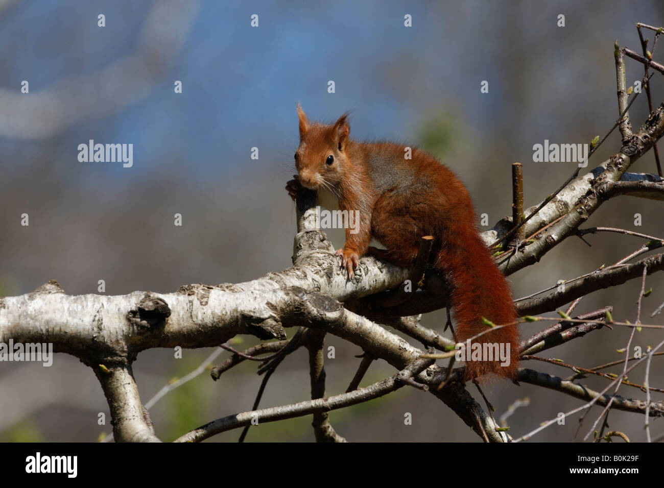 Eichhörnchen Sciurus Vulgaris Spanien Stockfoto