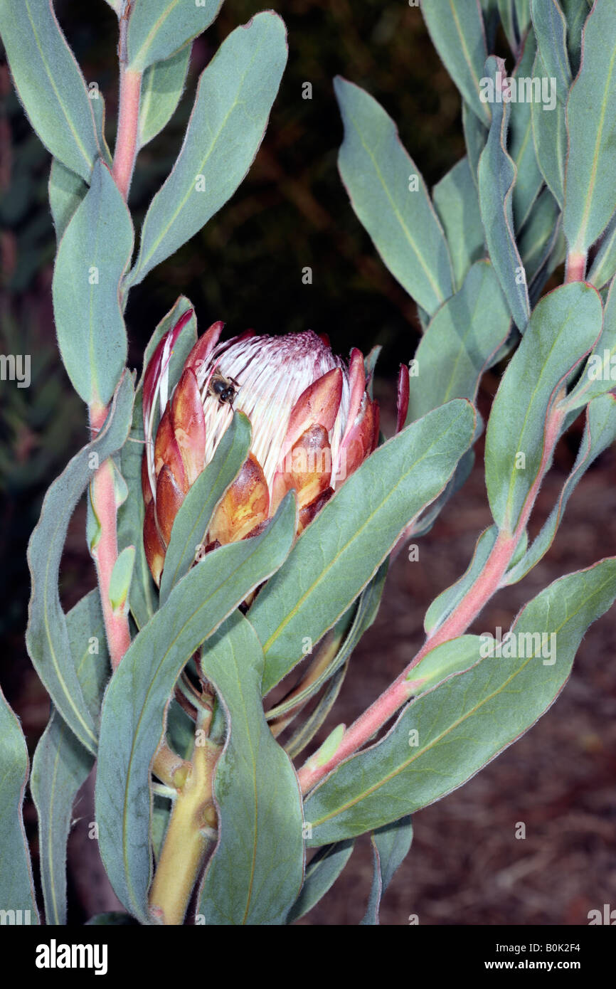 Gestank-Blatt Sugarbush und Honig Biene-Protea Susannae und Apis Mellifera-Familie Proteaceae Stockfoto