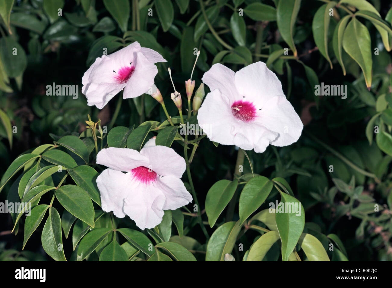 Bower Rebe/Bower der Schönheit-Pandorea-Jasminoides Sorte - Rosea-Familie Bignoniaceae Stockfoto
