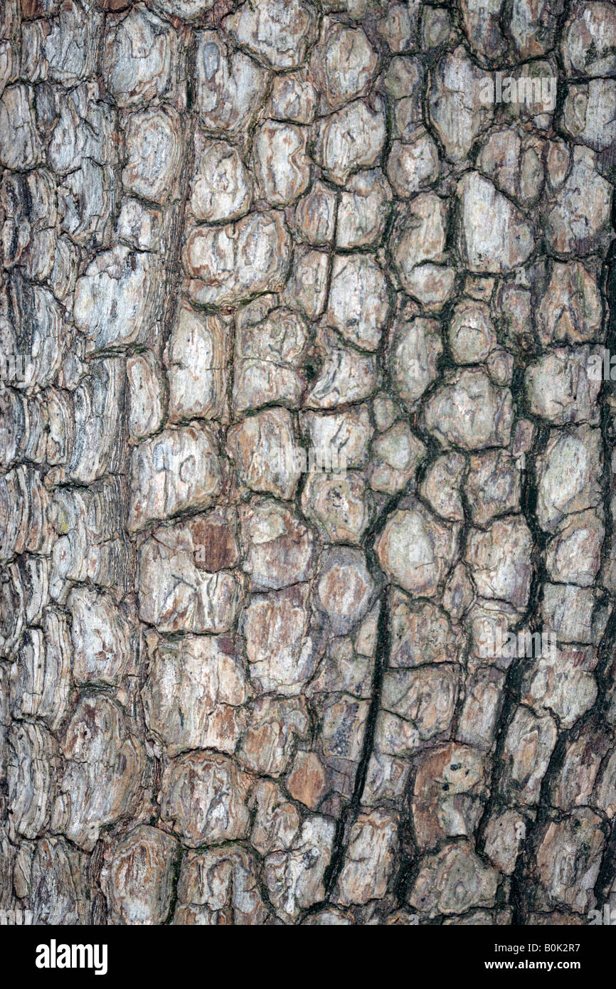 Japanische Datum Plum Tree Bark /Kaki Baum-Diospyros Kaki-Familie Ebenaceae Stockfoto