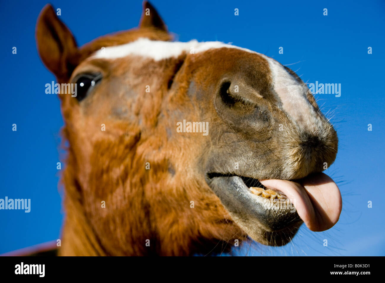 Horse Sticking Out Tongue Stockfotos Und Bilder Kaufen Alamy
