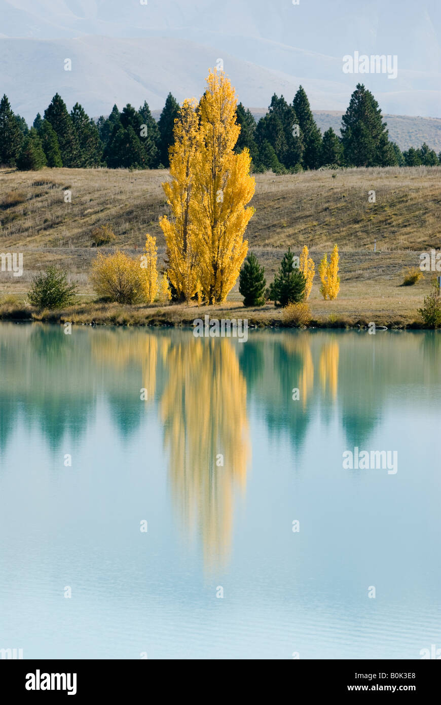Herbst Pappel spiegelt sich in dem blauen Wasser des Lake Ruataniwha auf Neuseelands Südinsel Stockfoto