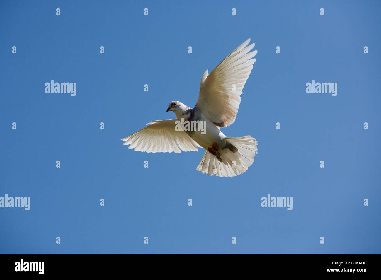 Taube im Flug Norfolk April zu zähmen Stockfoto