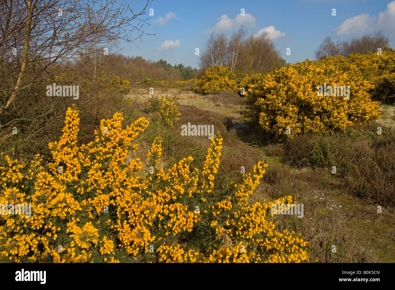 Kelling Heath Nature Reserve Norfolk UK April Stockfoto