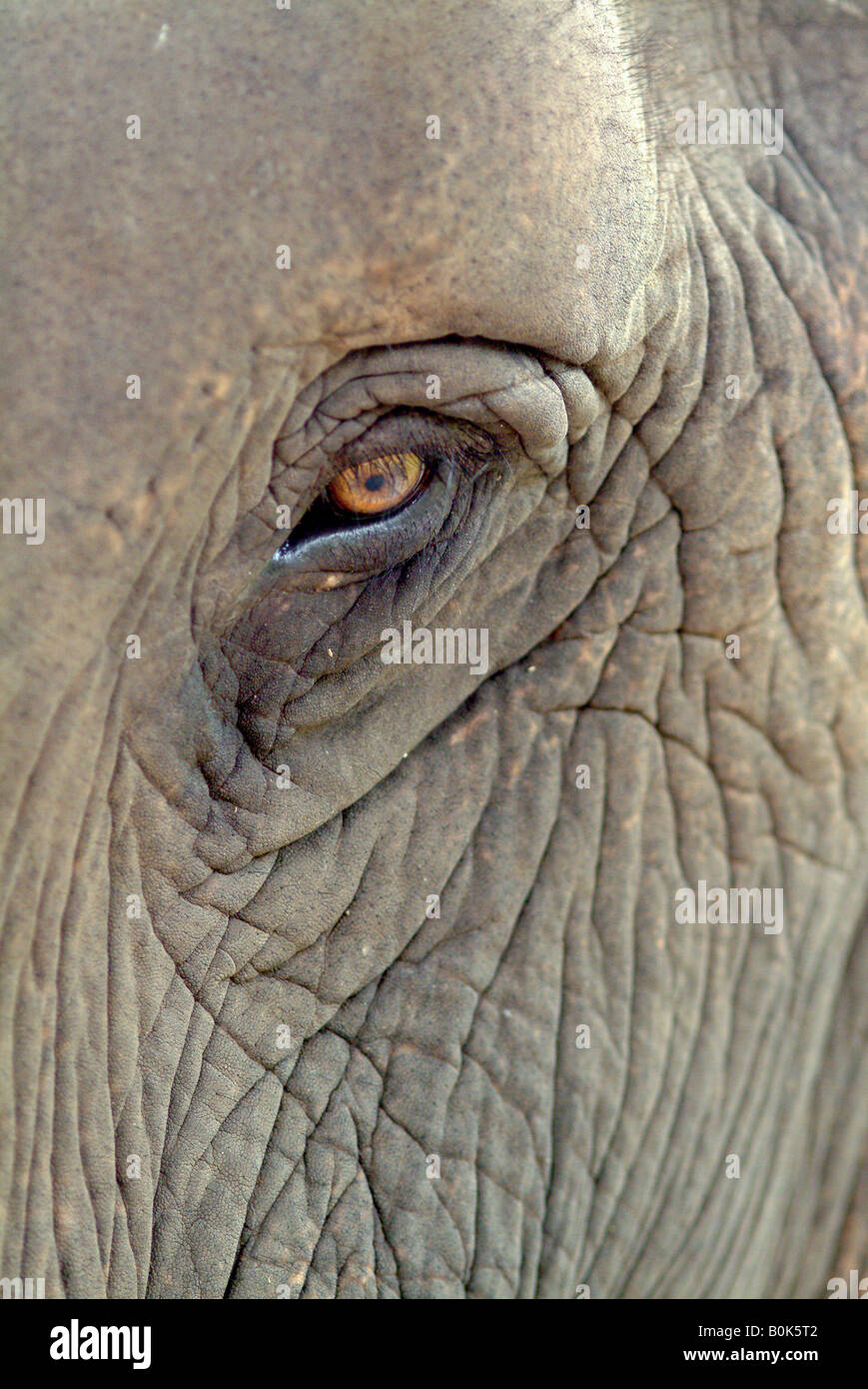 Das Auge und die Haut eines weiblichen Asiatischen Elefanten in Thailand Stockfoto