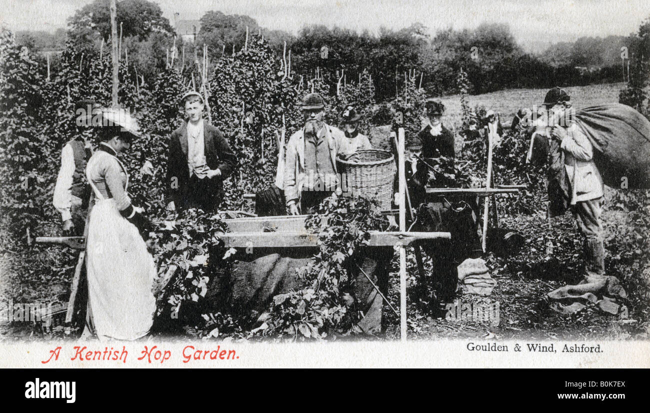 Ein Kentish hop Garten, 1905. Artist: Goulden und Wind Stockfoto