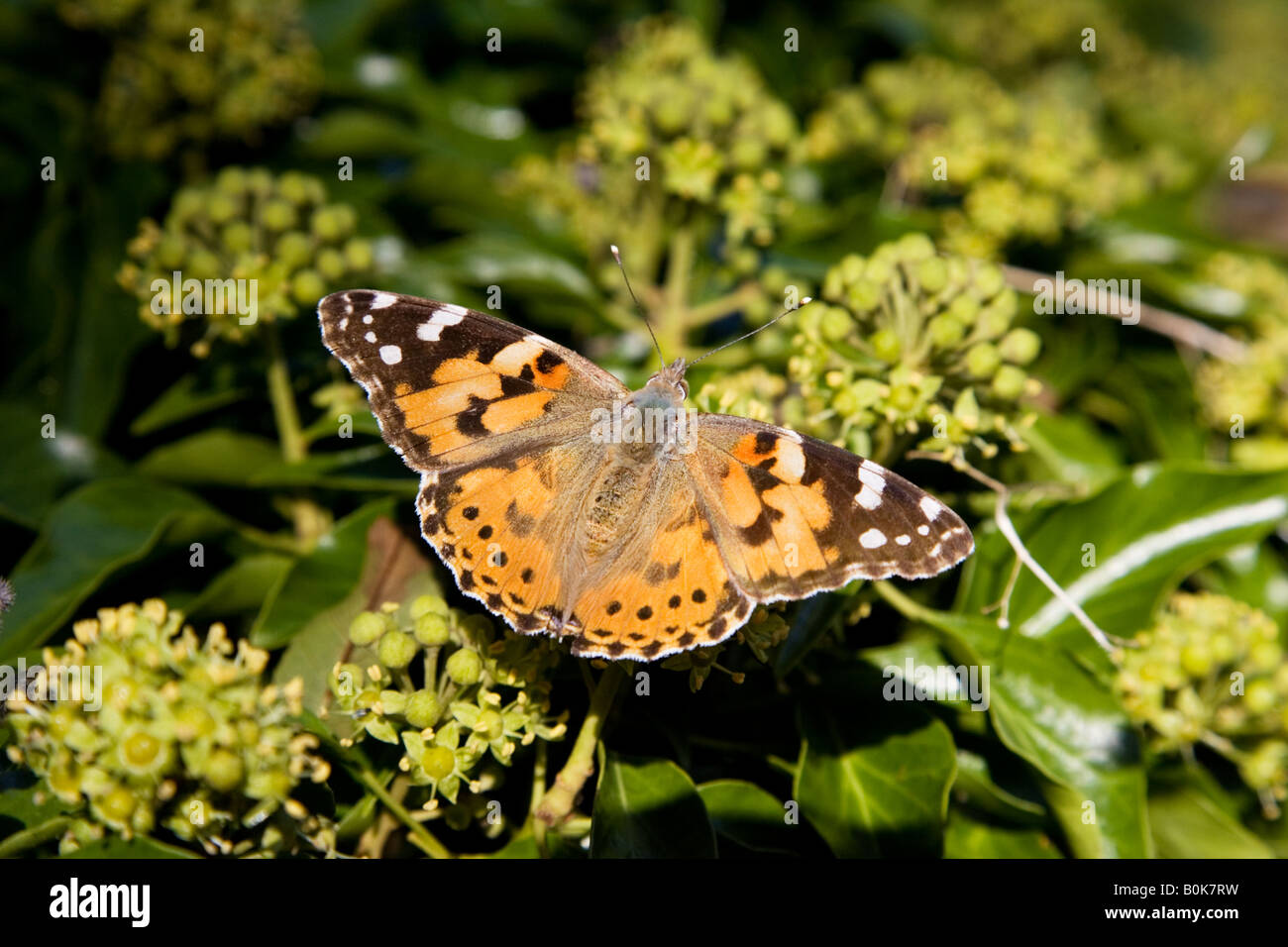 Distelfalter Schmetterling der Cotswolds Oxfordshire Vereinigtes Königreich Stockfoto