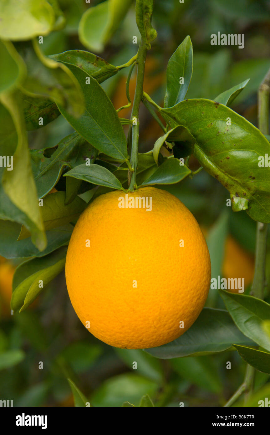 Eine Orange auf dem Baum in einem Obstgarten in der Nähe von Haines City Florida USA Stockfoto