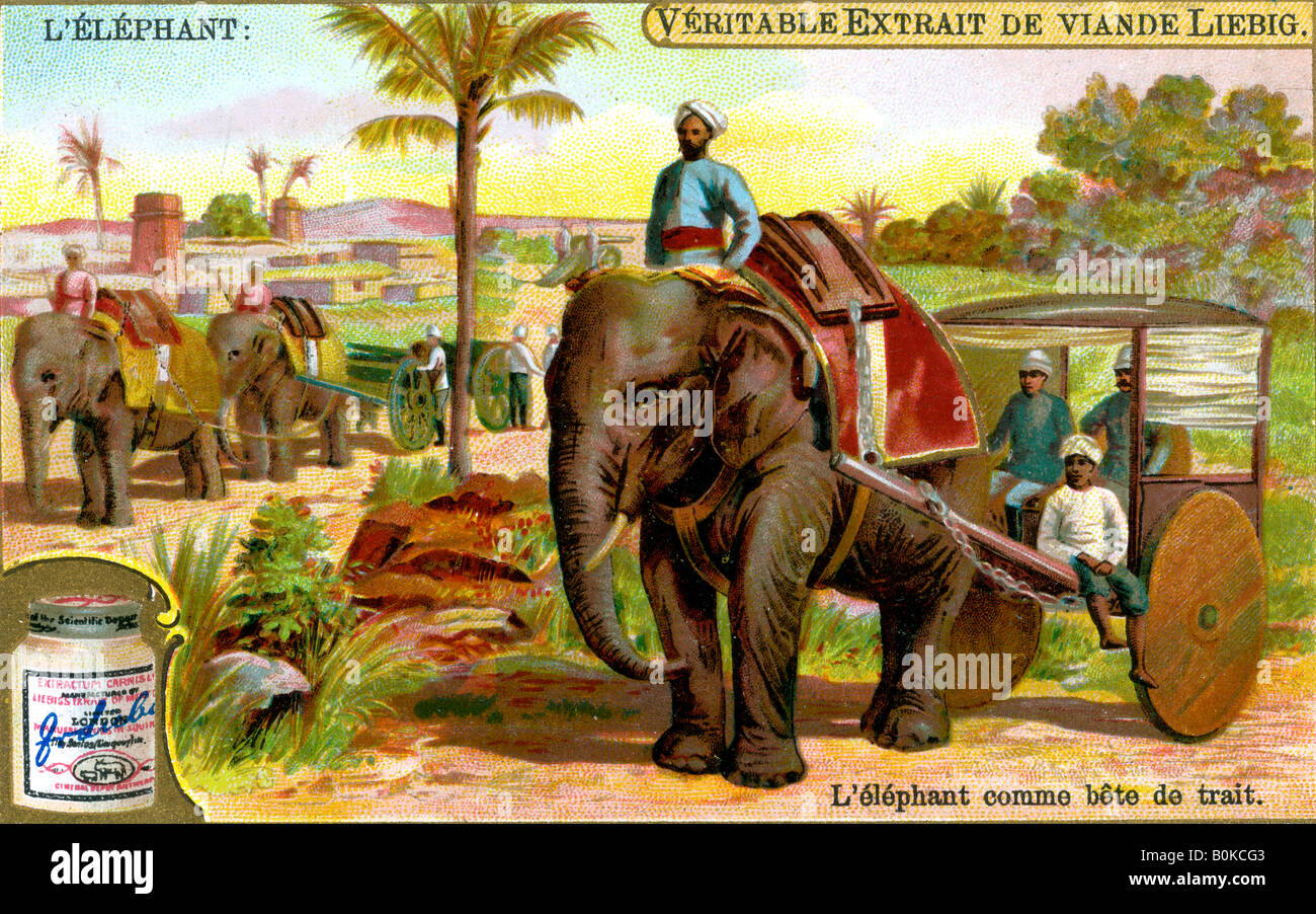 Der Elefant als Zugtier, 1900. Künstler: unbekannt Stockfoto
