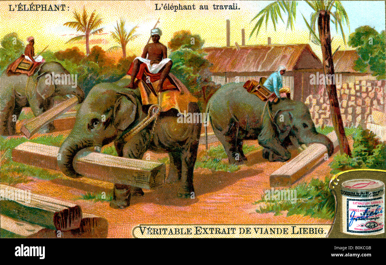 Die Elefanten bei der Arbeit, c 1900. Artist: Unbekannt Stockfoto