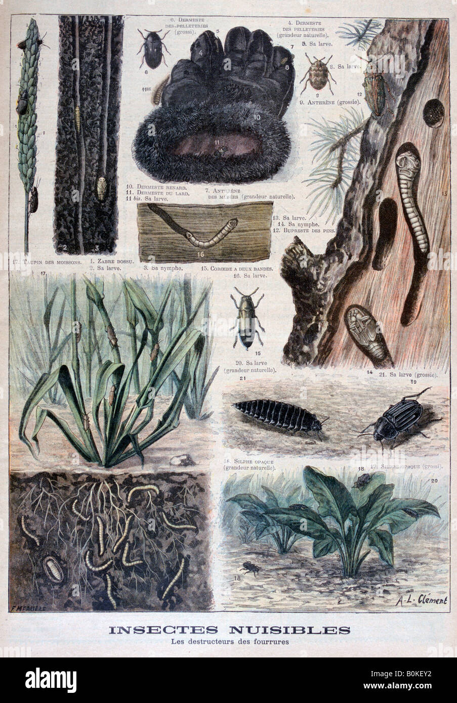 Insekten schädlich für Pelze, 1897. Künstler: F Meaulle Stockfoto