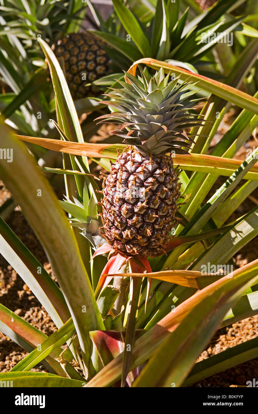 Hawaiian Ananas wachsen Stockfoto