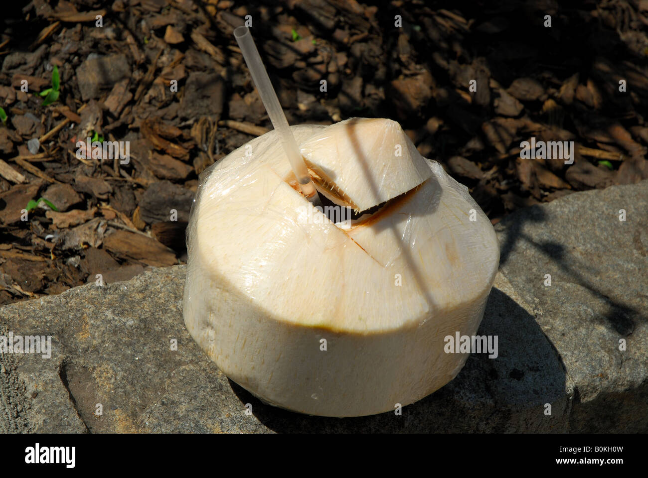 Kokosnuss mit Strohhalm Stockfoto