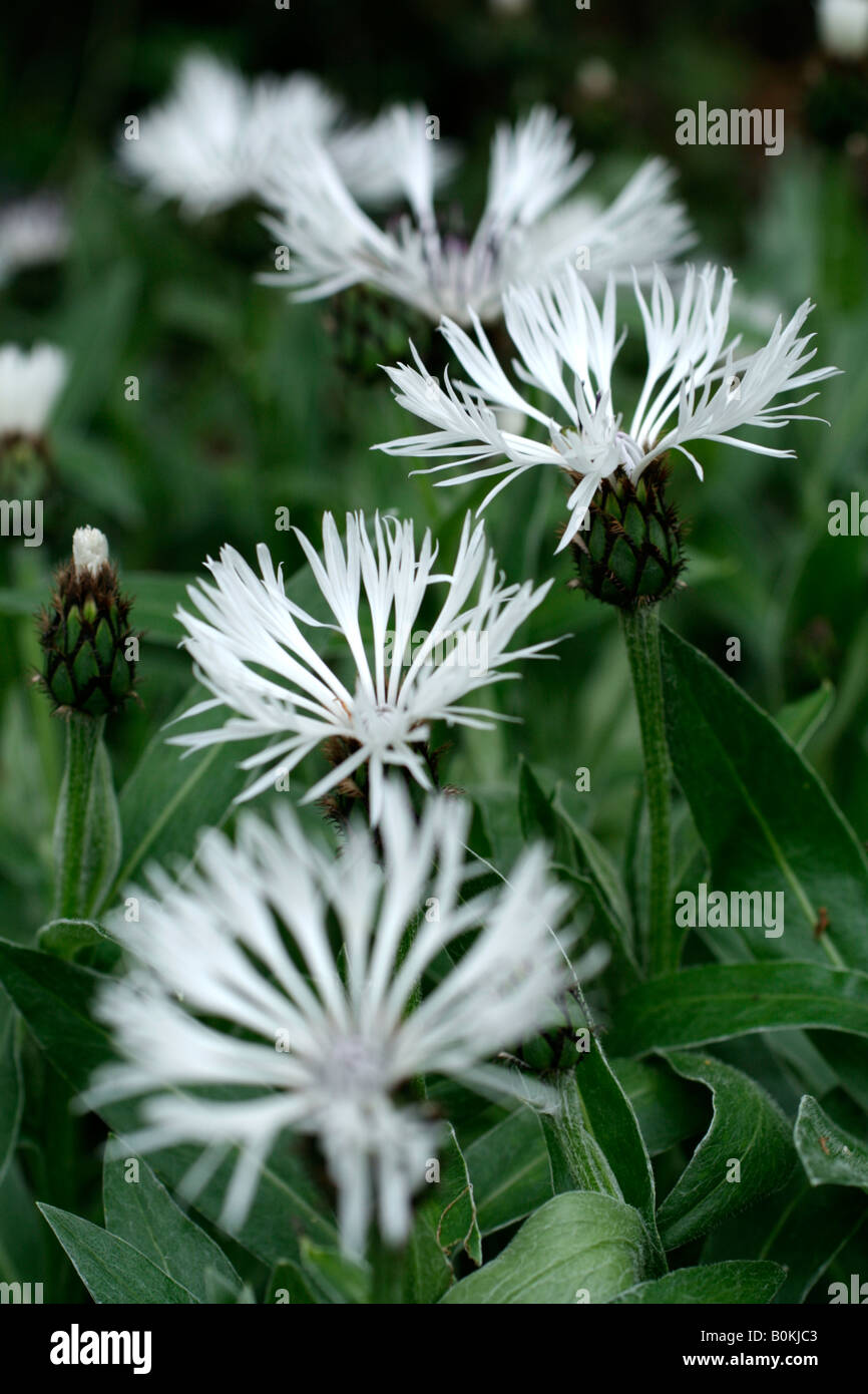 CENTAUREA MONTANA LADY FLORA HASTINGS Stockfoto
