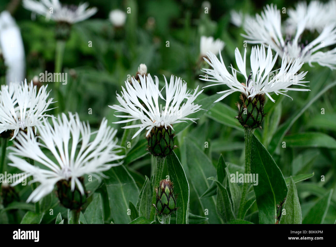 CENTAUREA MONTANA LADY FLORA HASTINGS Stockfoto