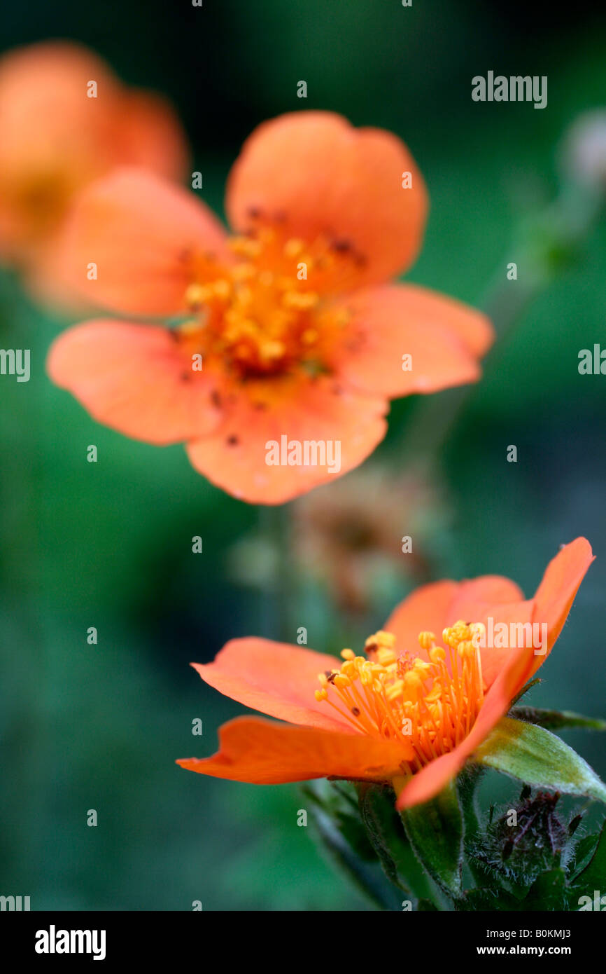 GEUM COCCINEUM COOKY Stockfoto