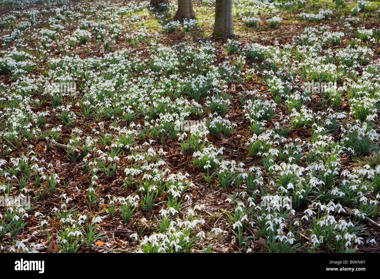 Schneeglöckchen im Colesbourne Park, Gloucestershire, Großbritannien Stockfoto