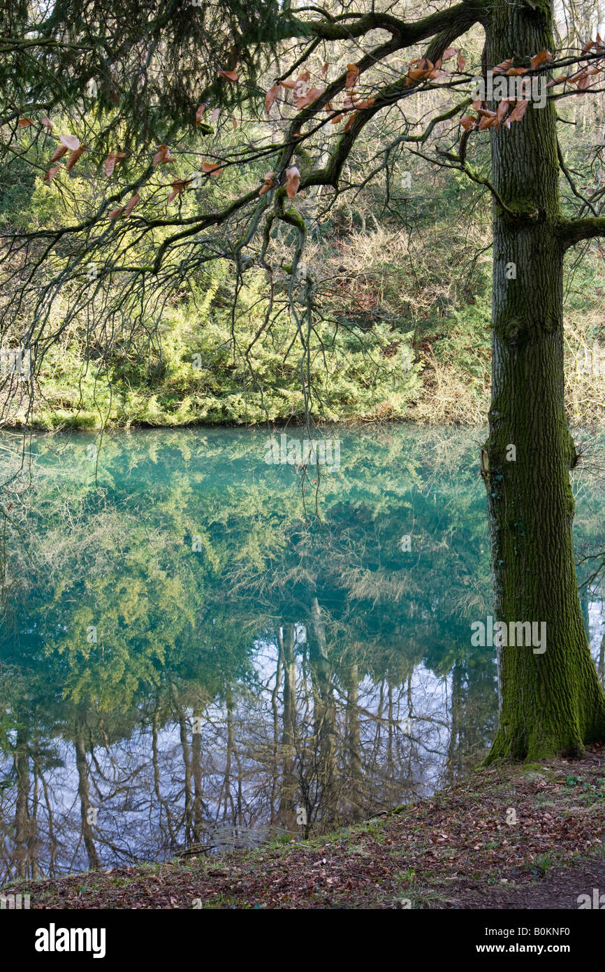 Reflexionen im neugierig blau gefärbten See im Colesbourne Park, Gloucestershire Stockfoto