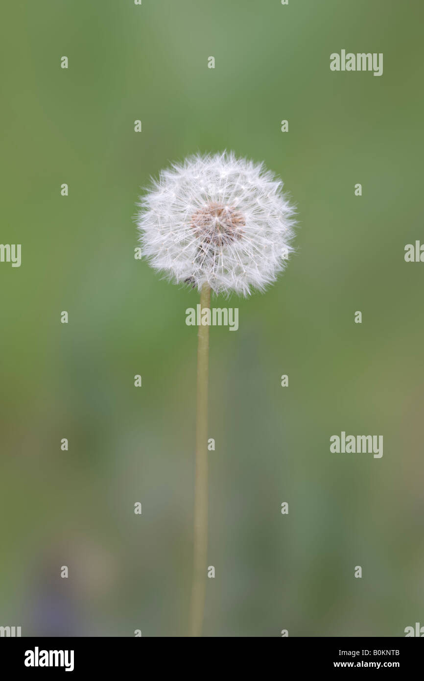 Taraxacum Officinale der gemeinsamen Löwenzahn Gamlingay Holz Cambridgeshire Stockfoto