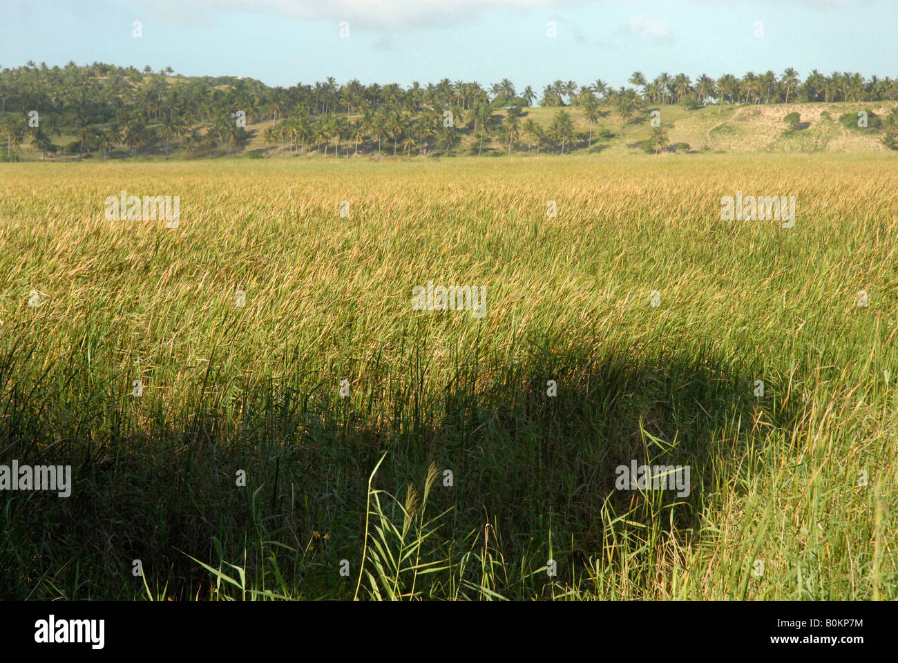 Feuchtgebiete entlang der Küste von Mosambik Stockfoto