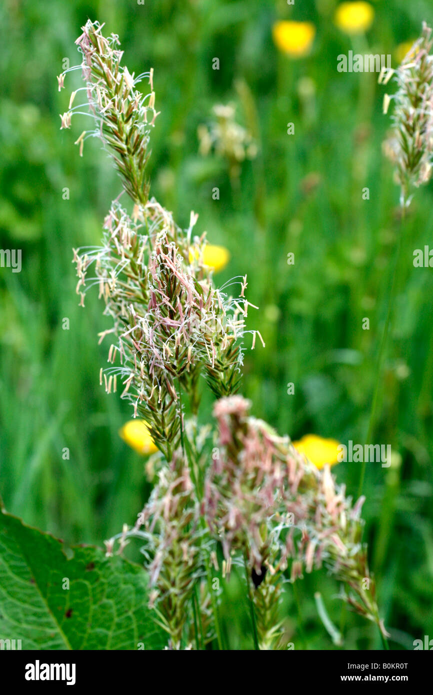 VERNAL SÜßGRAS ANTHOXANTHUM ODORATUM Stockfoto