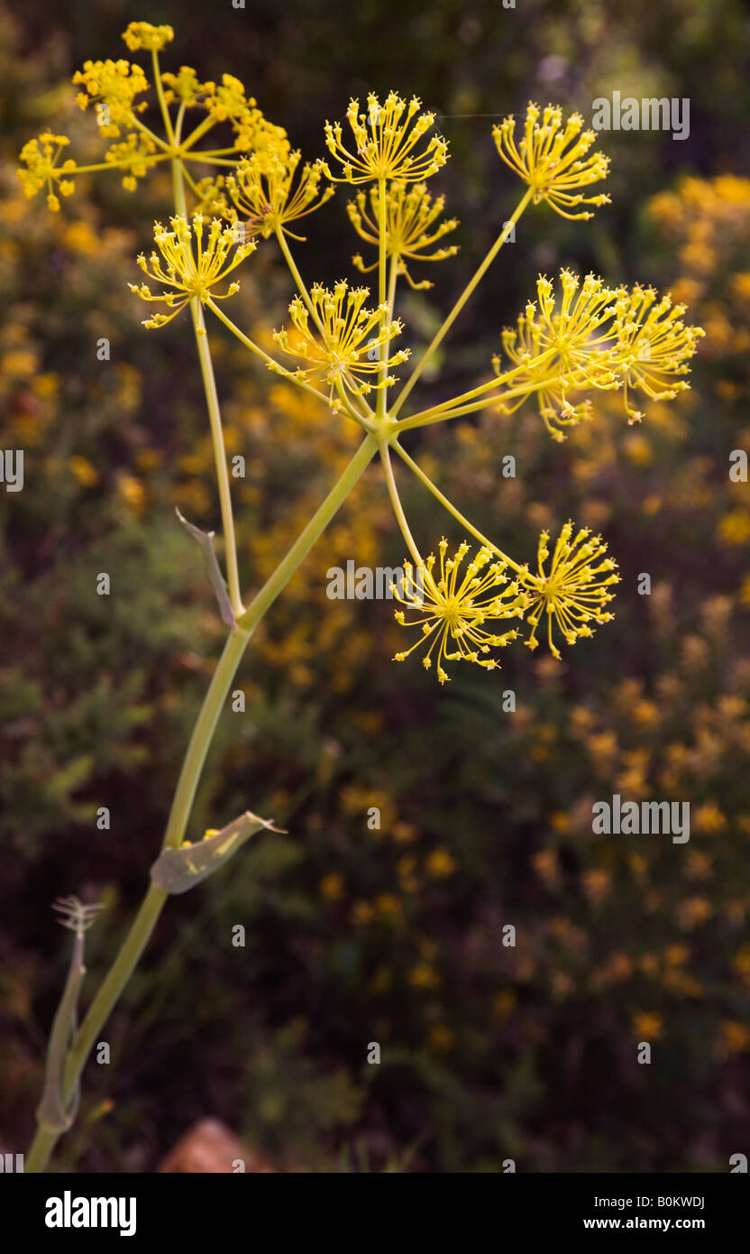 Blumen blühen, Portugal, Europa Stockfoto