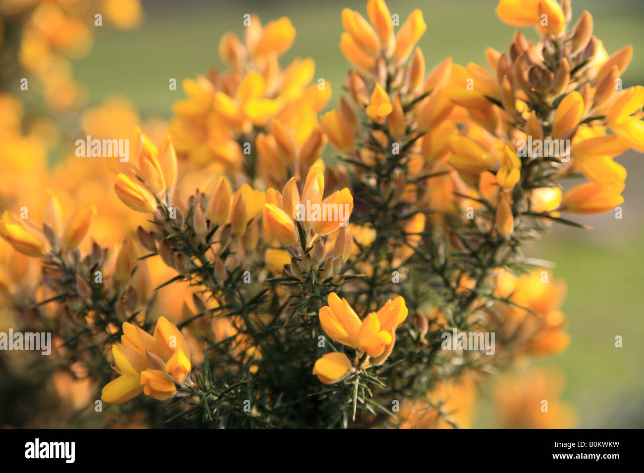 Ginster Blumen, "Ulex Europaeus" Stockfoto