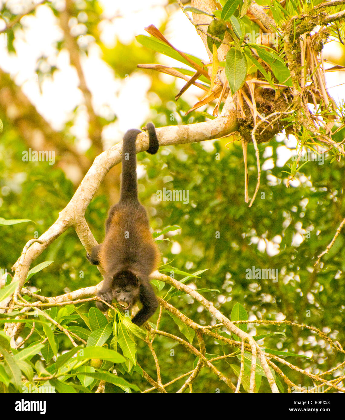 COSTA RICA Heuler monky essen Früchte vom Baum Sarapiqui Fluss Stockfoto