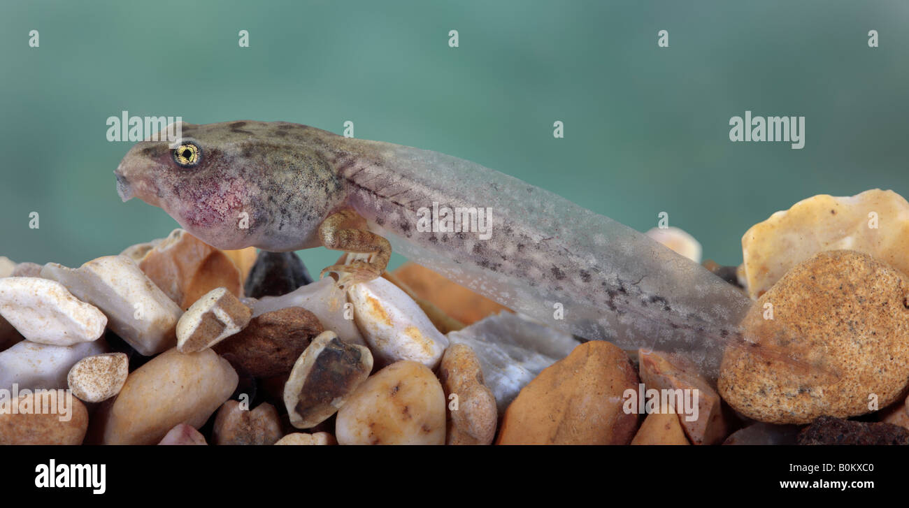 Gemeinsamen Frosch Rana Temporaria Kaulquappe Stockfoto