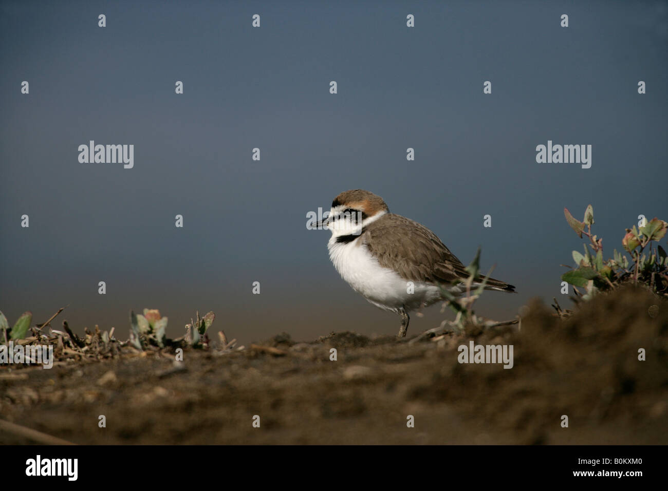 Seeregenpfeifer Charadrius Alexandrinus männlichen Spanien Frühjahr Stockfoto