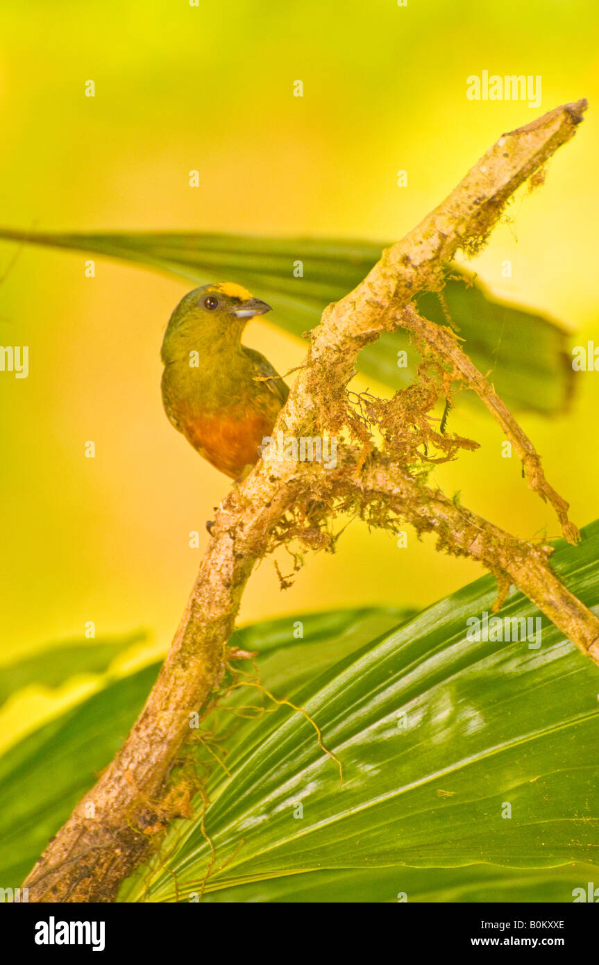 COSTA RICA männlichen Olive unterstützt Euphonia Vogel im Dschungel. Pacuare Fluss Karibik Hang Stockfoto