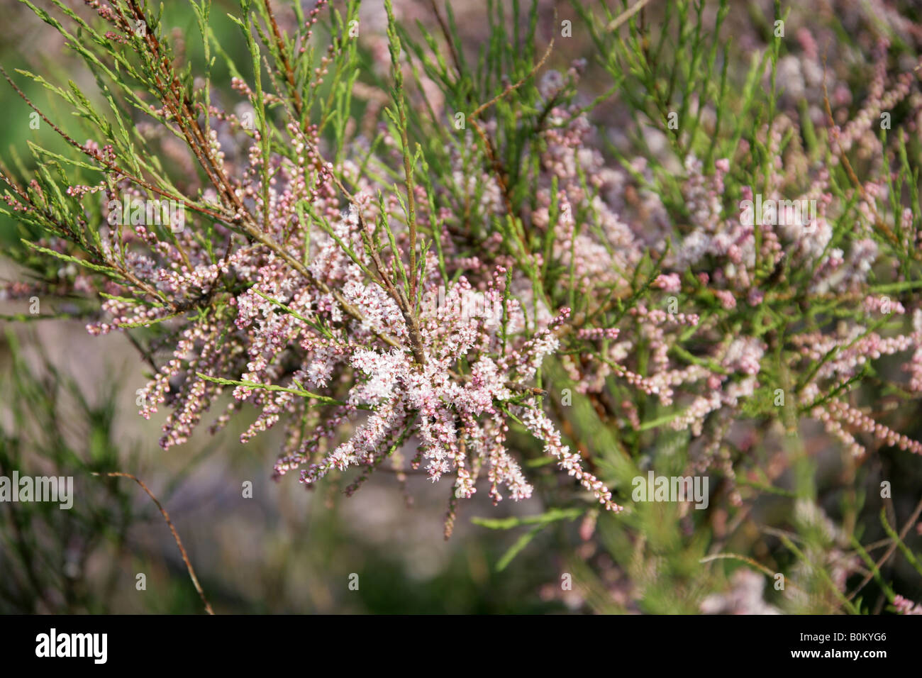 Tamariske, Tamarix Gallica, Tamaricaceae Stockfoto