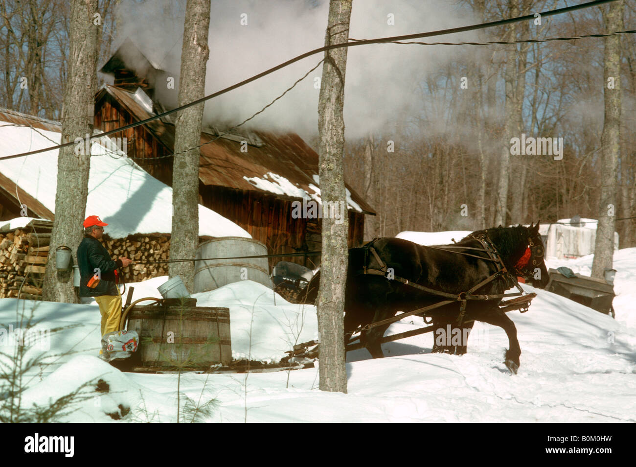 Sugaring im nördlichen Vermont Stockfoto
