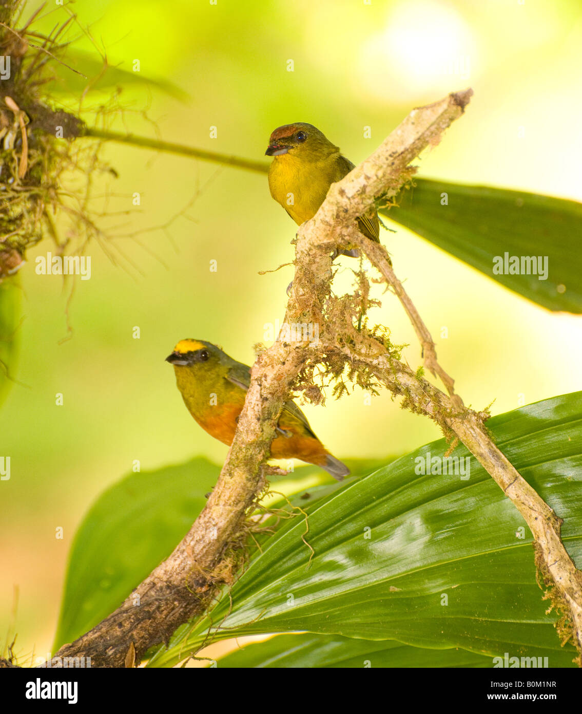 COSTA RICA männliche und weibliche Olive unterstützt Euphonia Vögel ruhen auf einem Ast im Regenwald. Stockfoto