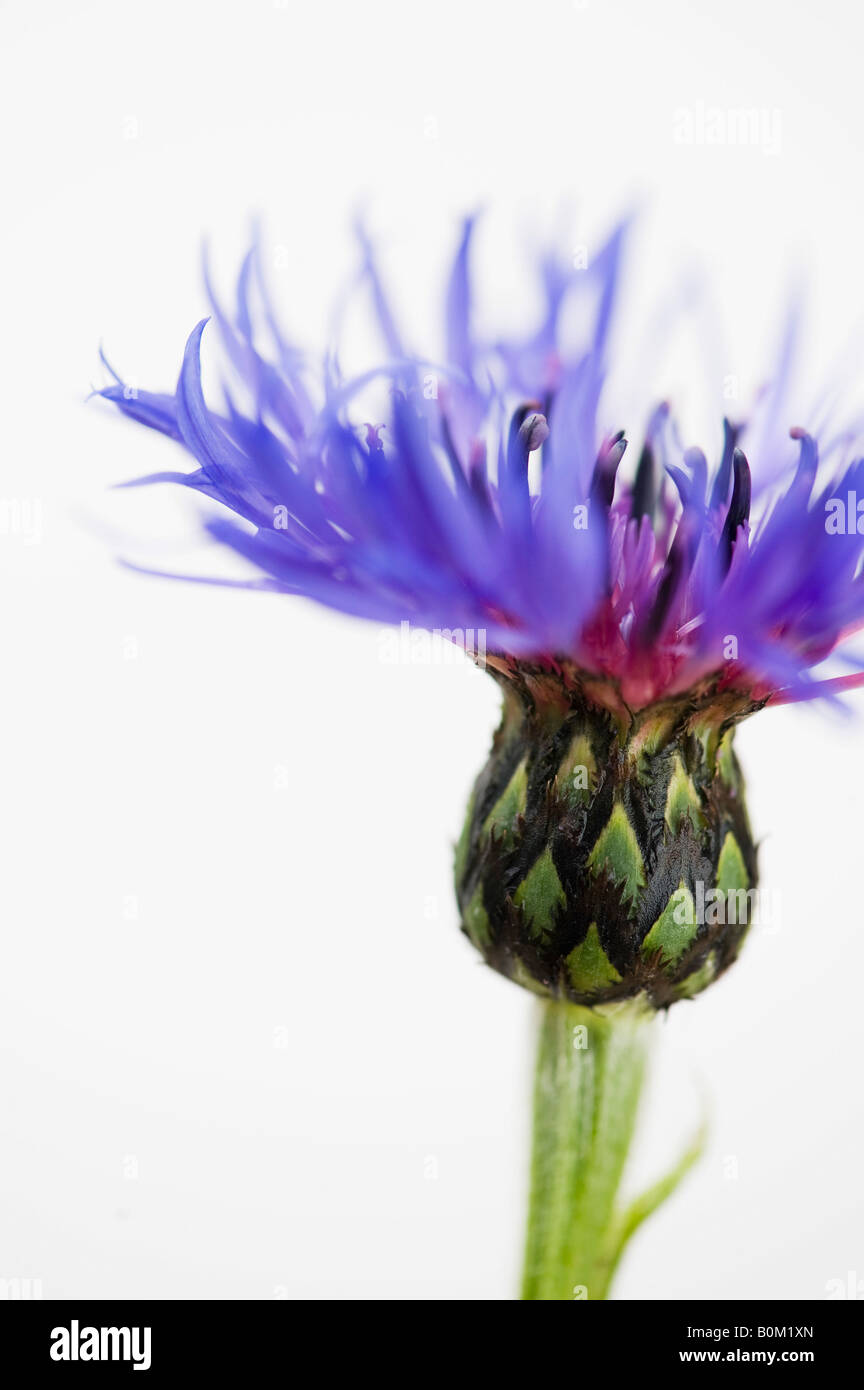 Centaurea Montana. Ausdauernde Kornblume, Berg Bluet, Flockenblume, Berg-Flockenblume vor weißem Hintergrund Stockfoto