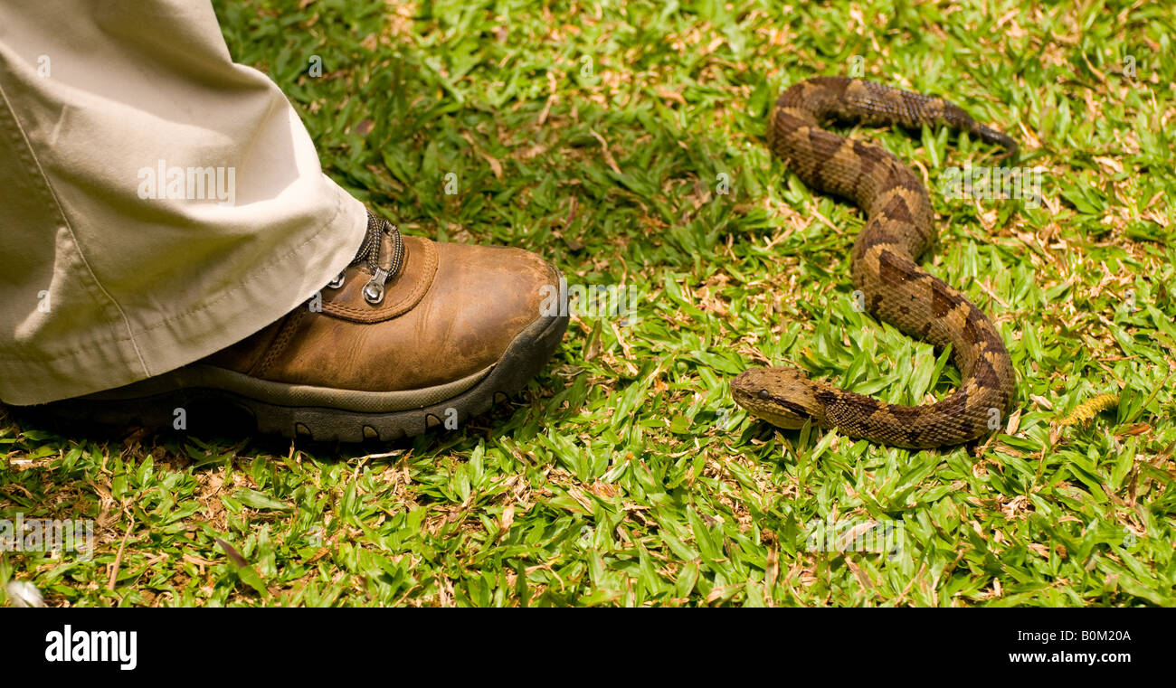 Costa Rica, mexikanische springen Grubenotter Giftschlange in der Nähe des Menschen Fuß in Gefangenschaft gehaltenen Umgebung. Stockfoto