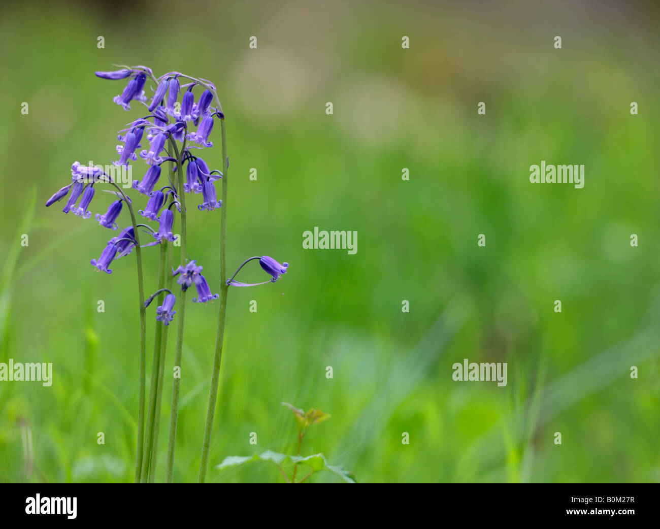 Systemeigene Glockenblume Hyacinthoides non-Scripta Gamlingay Holz Cambridgeshire Stockfoto