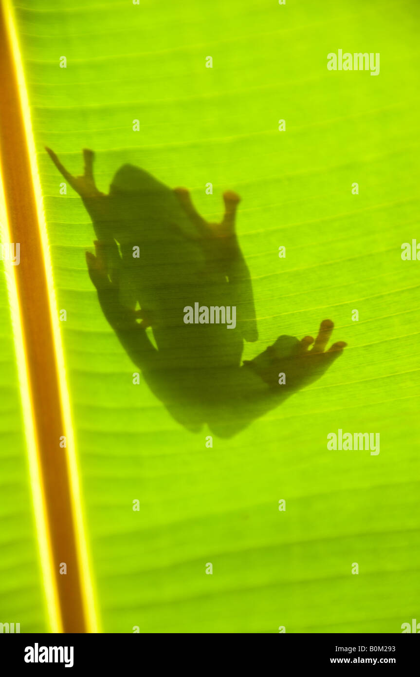 COSTA RICA Silhouette des Red Eyed Laubfrosch durch Palmblatt Agalychis Calydrias Stockfoto
