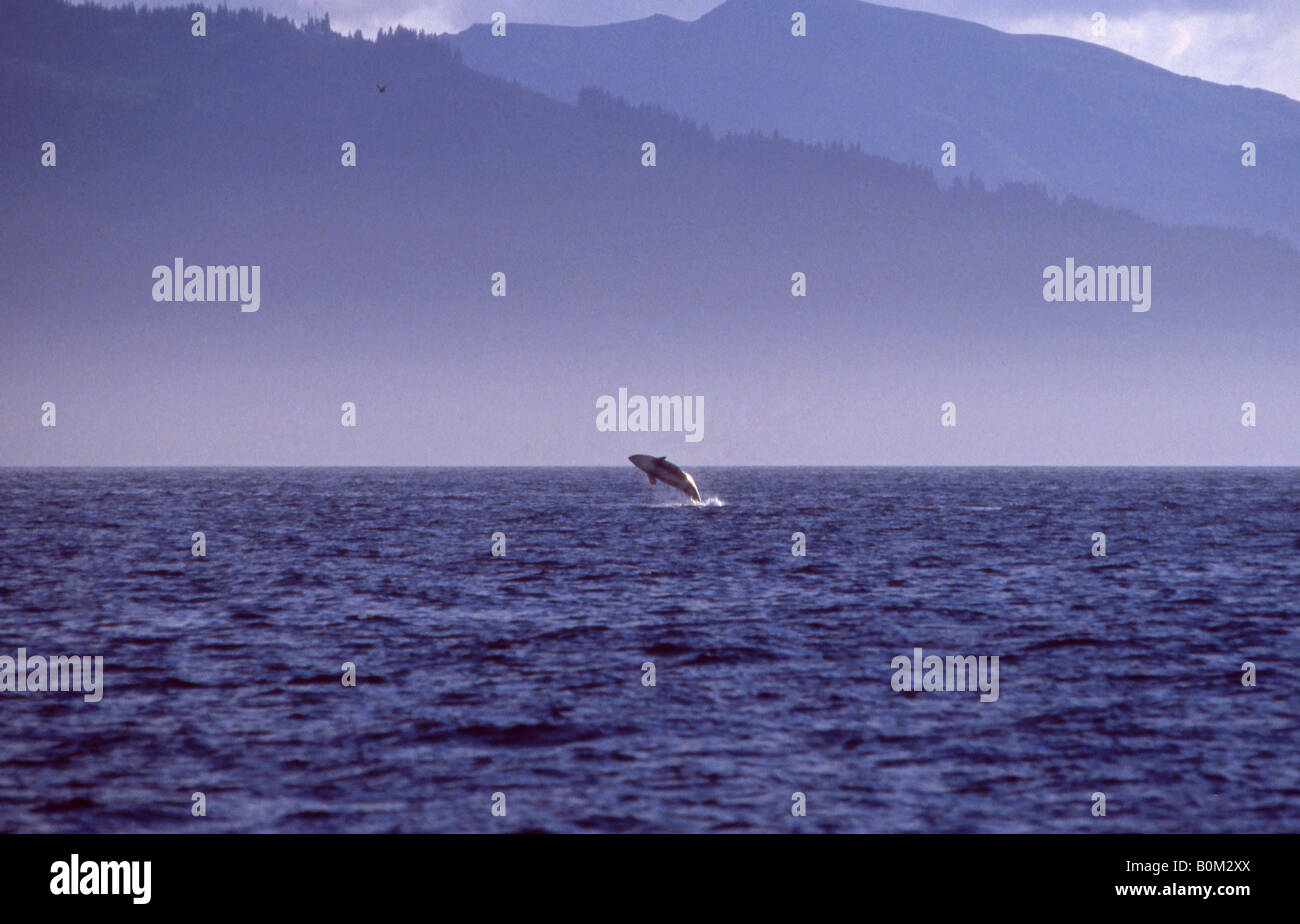 Ein Schwertwal (Orca) Verstöße gegen die in der Nähe von Homer, Alaska. Stockfoto