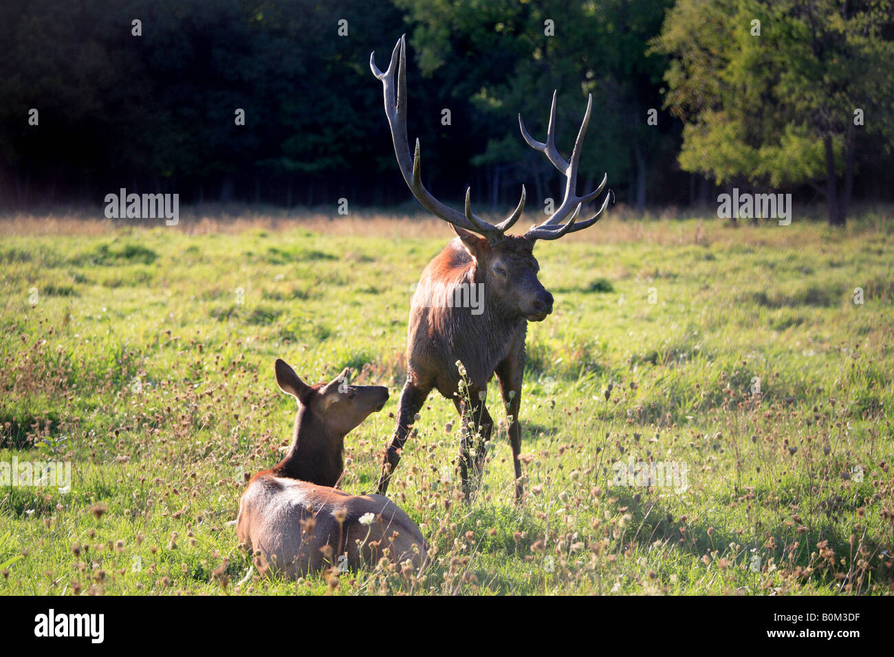 NORTH AMERICAN ELK CERVUS ELAPHUS ALIAS WAPITI IN ELK GROVE VILLAGE ILLINOIS, USA Stockfoto