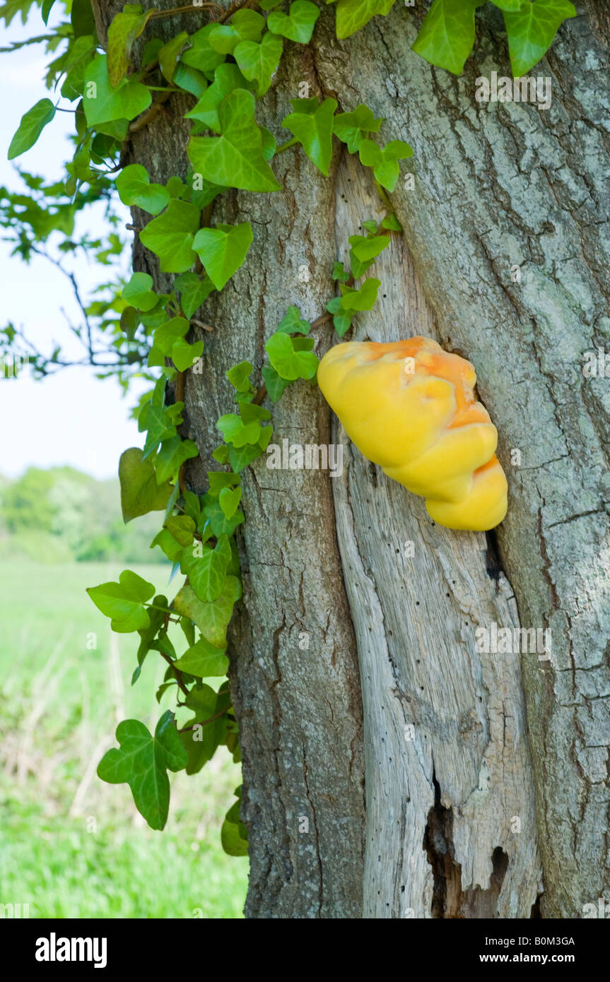 Huhn auf die Wälder wachsen auf Baum LKW umgeben von Ivy Hampshire England UK Stockfoto