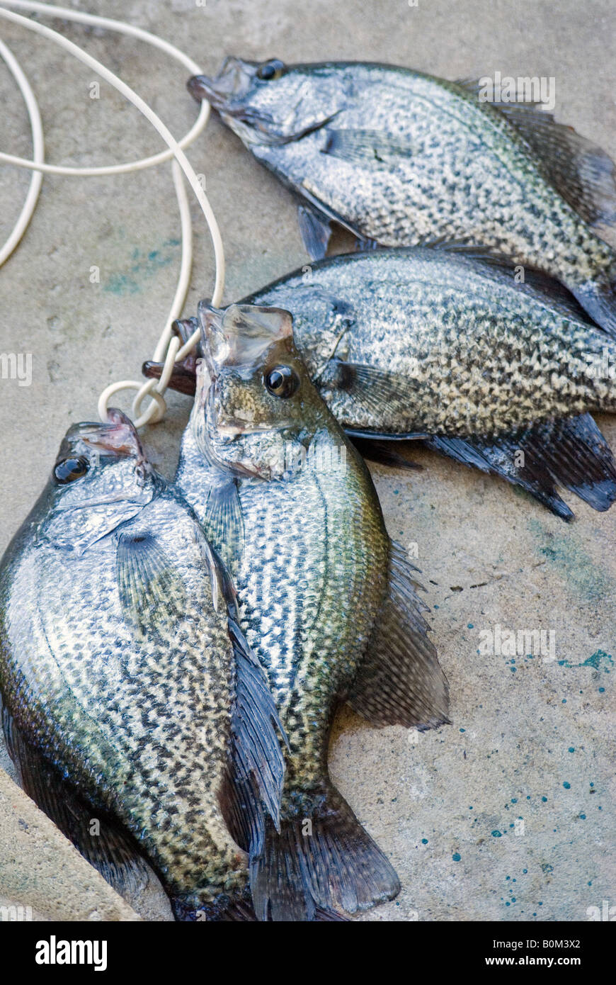 Sitzen auf einer Wange Stockfoto