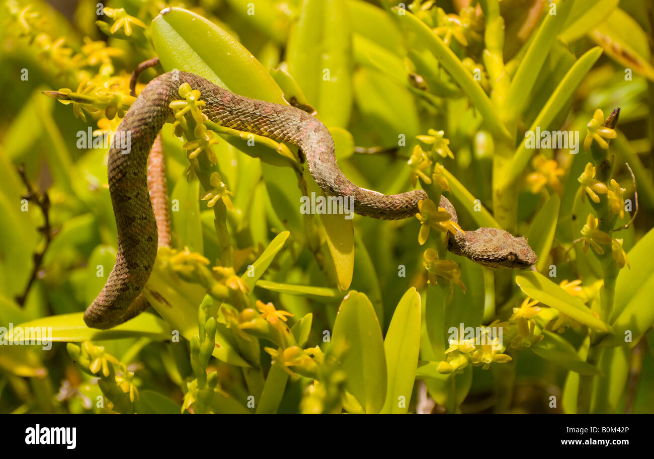 COSTA RICA Wimpern Palm Grubenotter Giftschlange glitt durch den Lebensraum Wald. Stockfoto