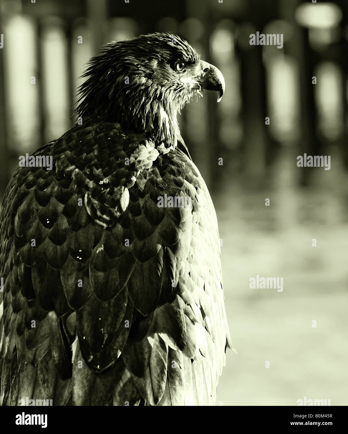 American Bald Eagle in schwarz / weiß Stockfoto