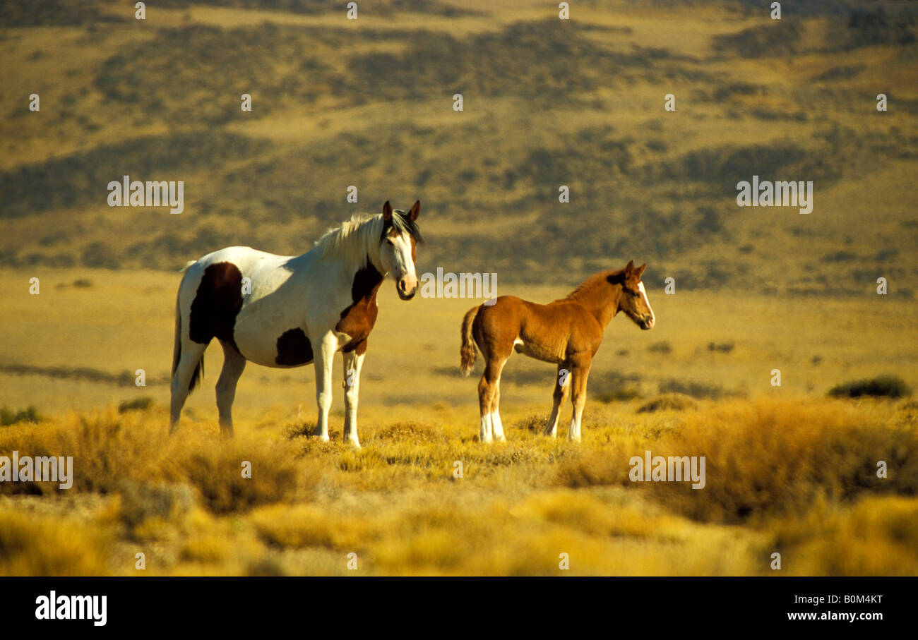 Argentinien-Patagonien-Farben-Pferd und Fohlen weiden auf Open Range Stockfoto