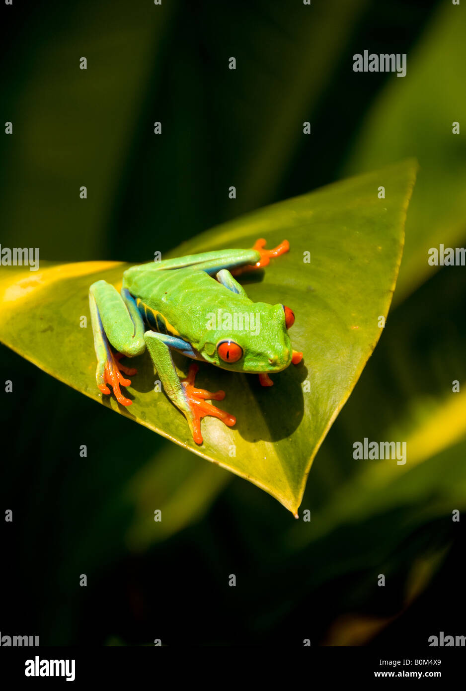 COSTA RICA Red Eyed Laubfrosch ruht auf Palmblättern. Frosch Agalychis Calydrias Stockfoto